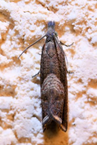 Réf. 330 084 : Dichrorampha acuminatana